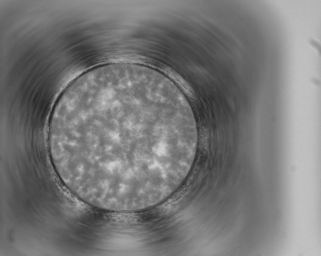 X0000096490856200802141744