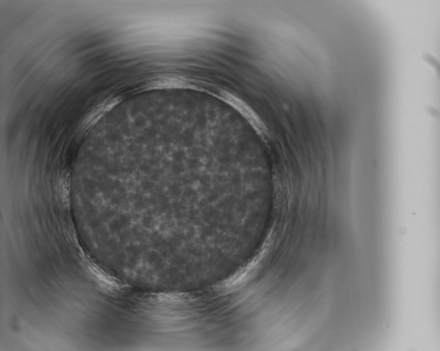 X0000096490857200802141744