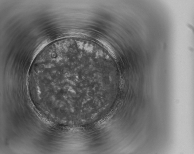 X0000096490899200802141743