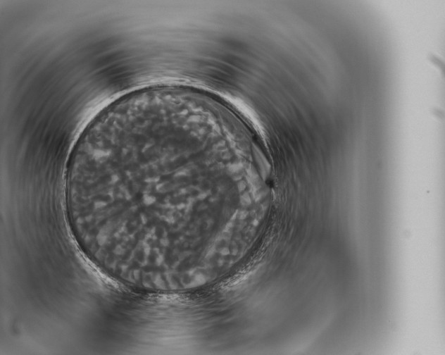 X0000096490903200802141743