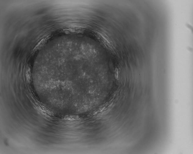 X0000096490915200802141742