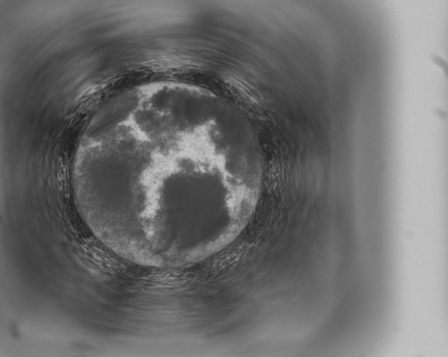 X0000096490917200802141742