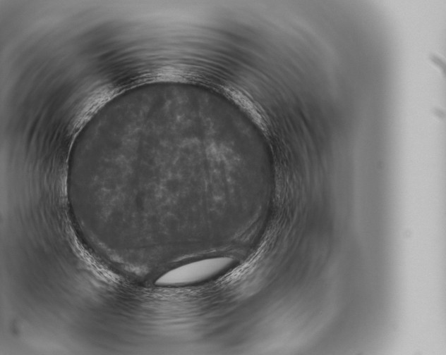 X0000096490938200802141742