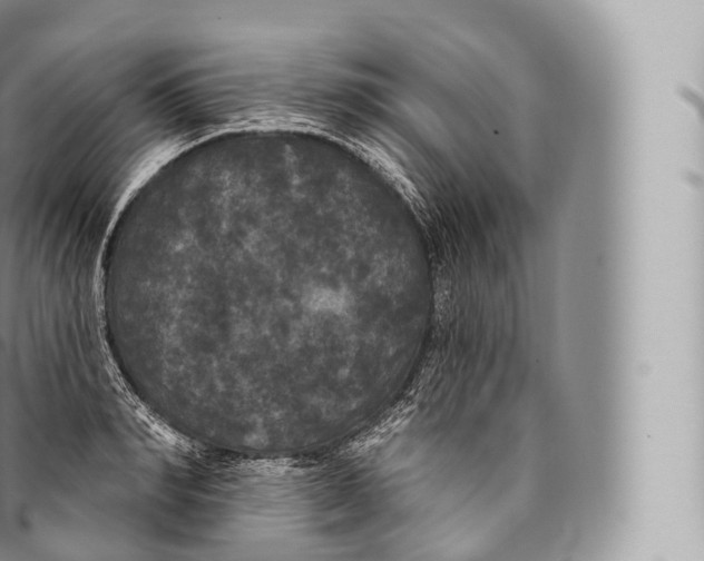 X0000096490990200802141741