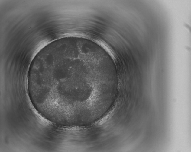 X0000096490999200802141741