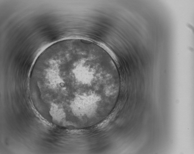 X0000096491004200802141741