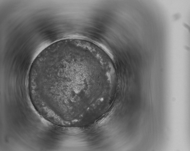 X0000096491007200802141741