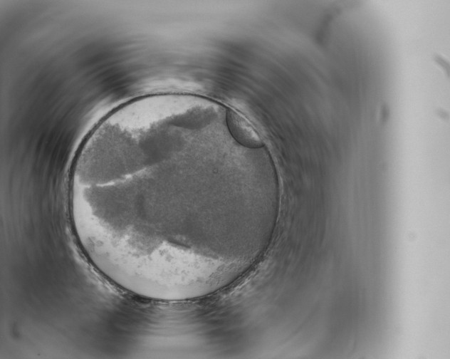 X0000096491008200802141741