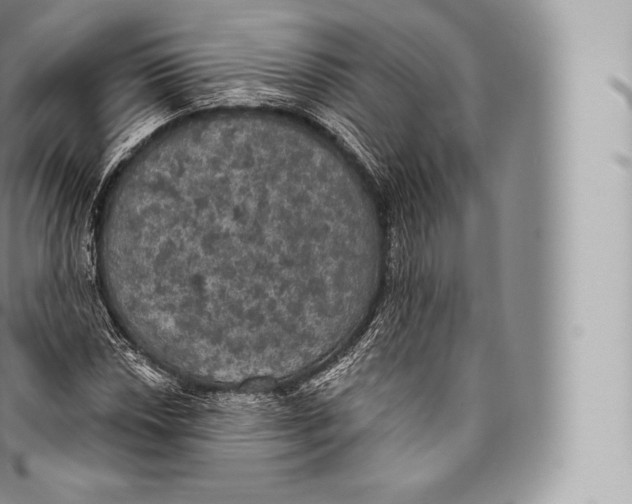 X0000096491018200802141740