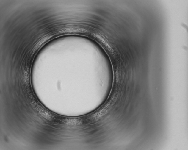 X0000096491025200802141741