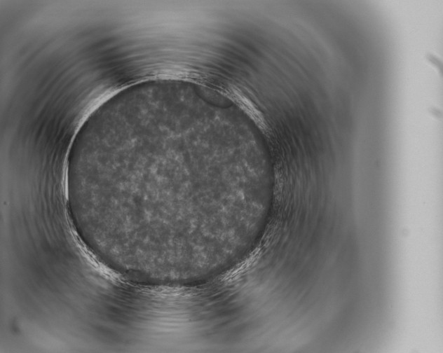 X0000096491036200802141741