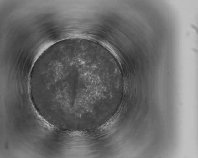 X0000096491048200802141741