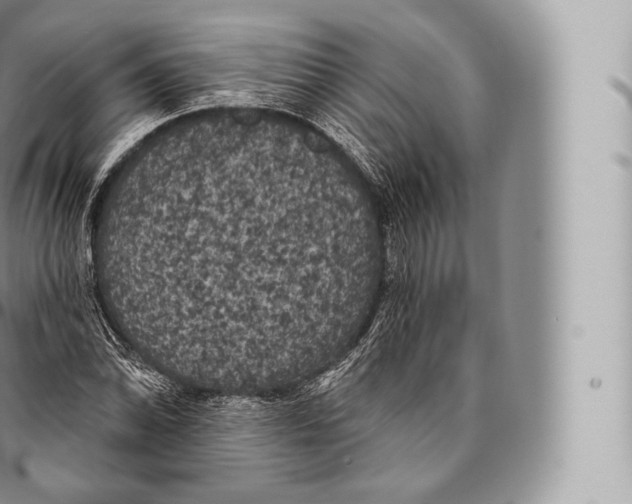 X0000096491070200802141740