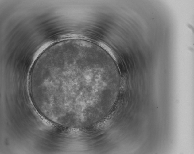 X0000096491098200802141740