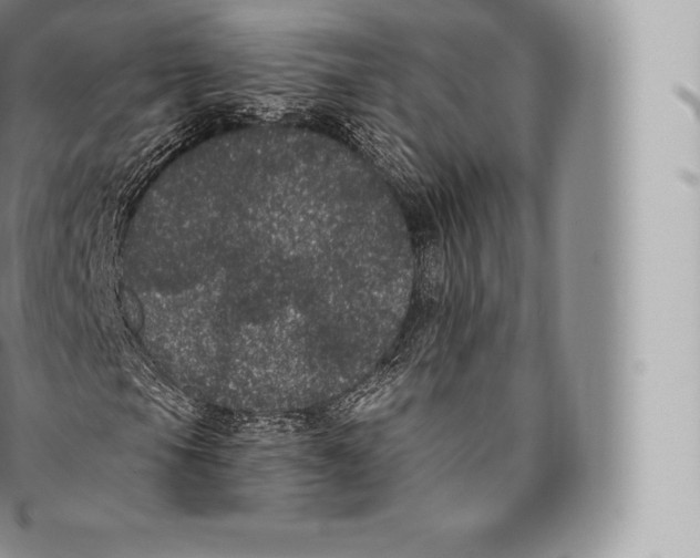 X0000096491105200802141739