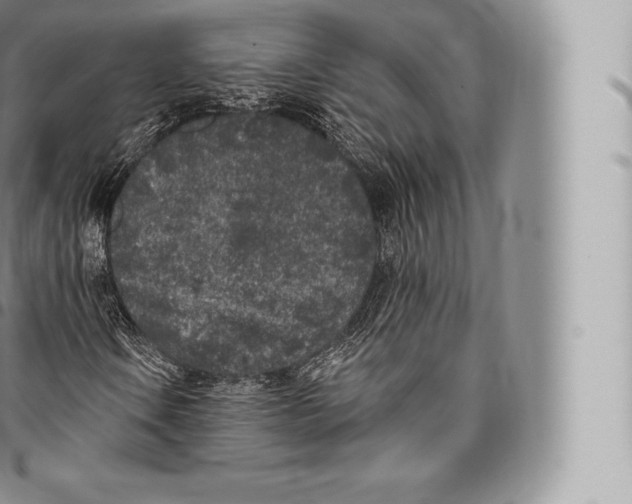 X0000096491106200802141739