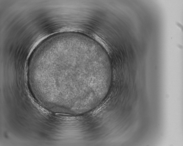 X0000096491124200802141739