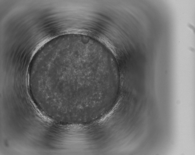 X0000096491125200802141739