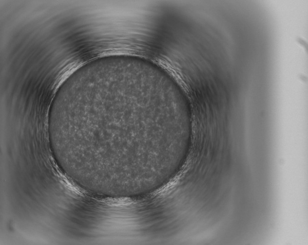 X0000096491129200802141739