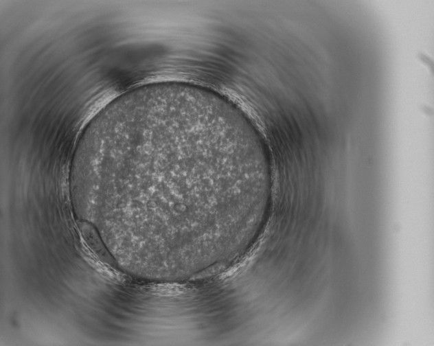 X0000096491137200802141739