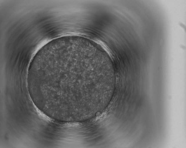 X0000096491143200802141739