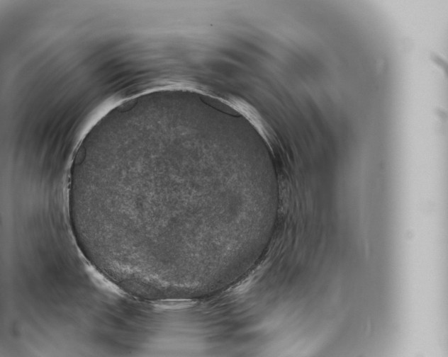 X0000096491151200802141739