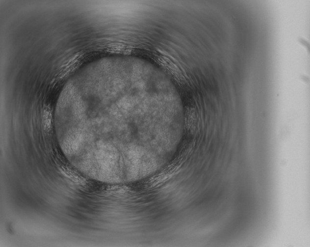 X0000096491154200802141739