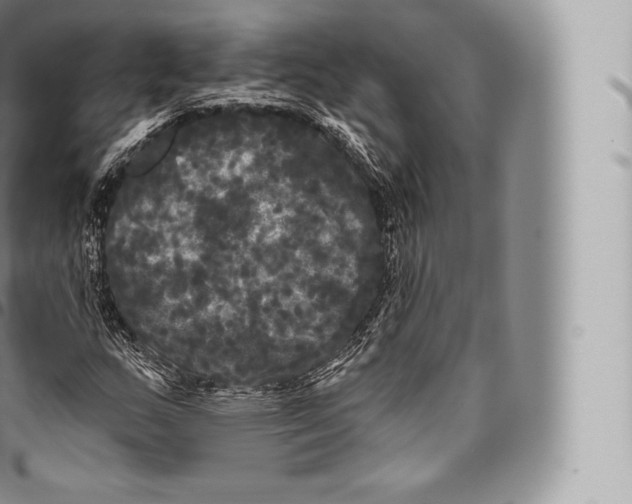 X0000096491159200802141739