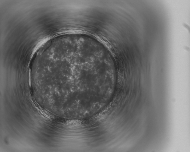 X0000096491171200802141739