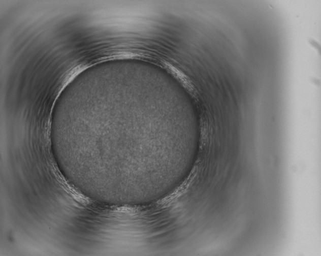 X0000096491178200802141739