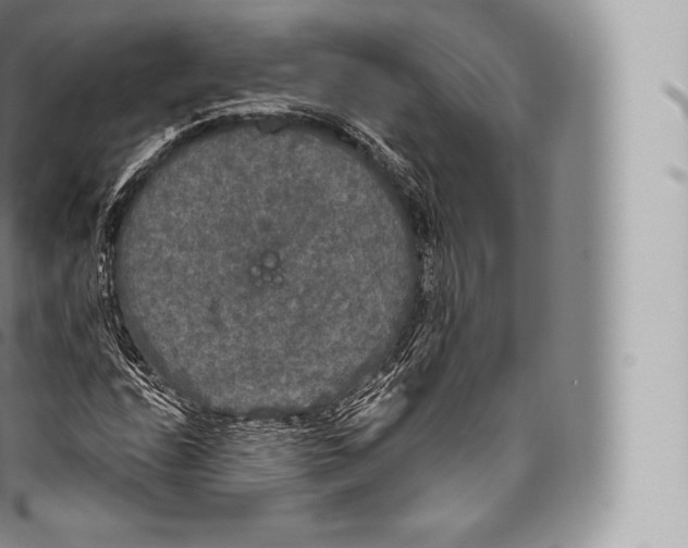 X0000096491208200802141738