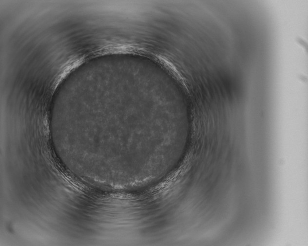 X0000096491218200802141738