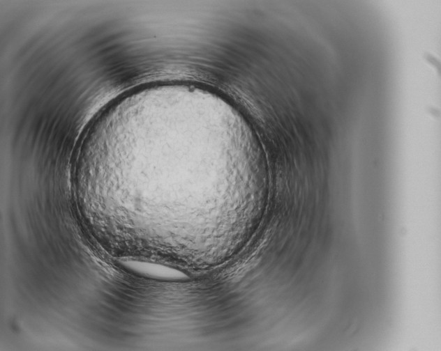 X0000096491226200802141738