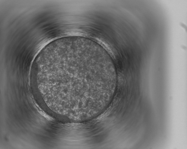 X0000096491236200802141738