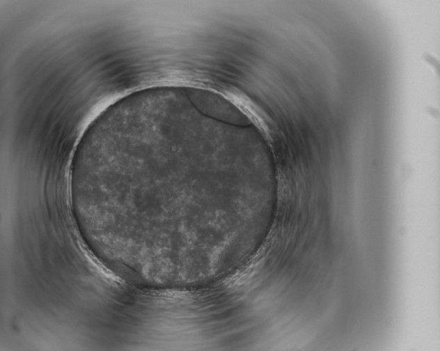 X0000096491238200802141738