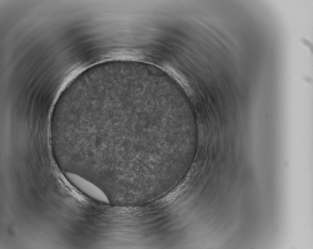 X0000096491240200802141738