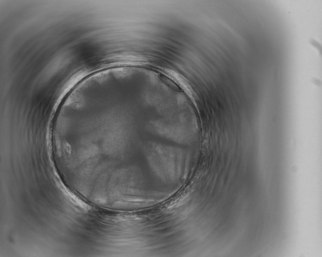 X0000096491243200802141738