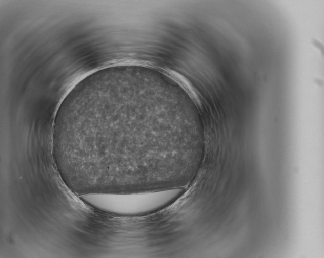 X0000096491244200802141738