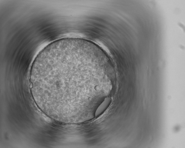 X0000096491248200802141738