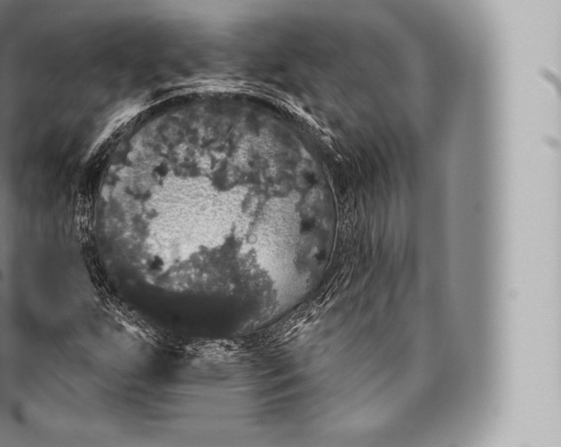 X0000096491255200802141737