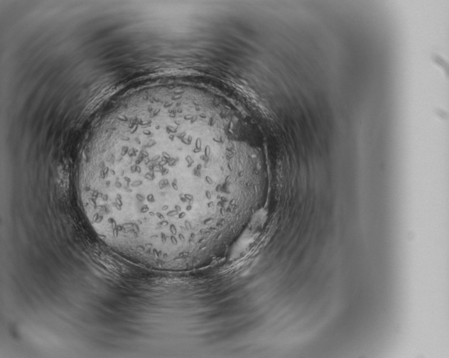 X0000096491257200802141737