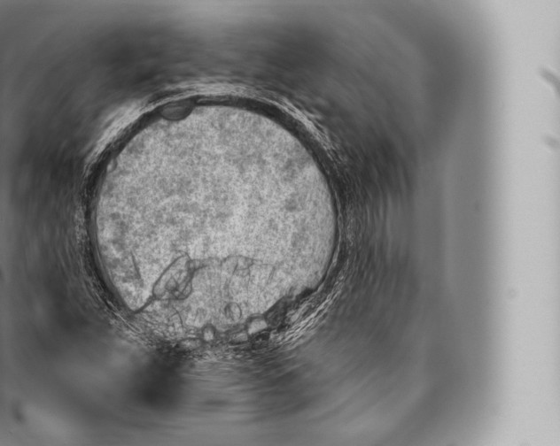 X0000096491263200802141737