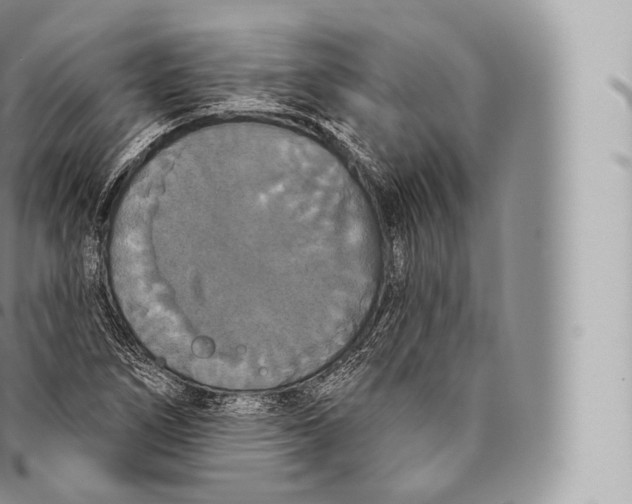 X0000096491266200802141737