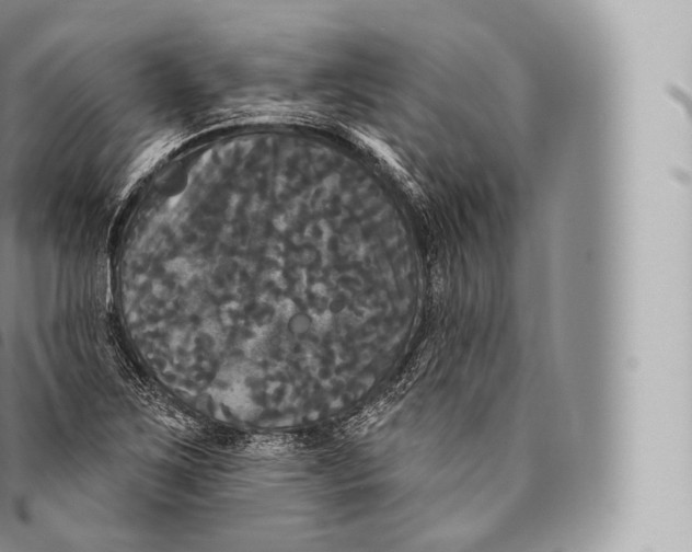 X0000096491267200802141737