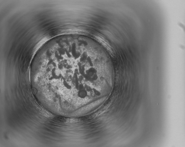 X0000096491275200802141737