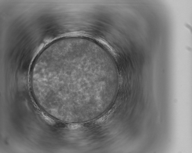 X0000096491278200802141737