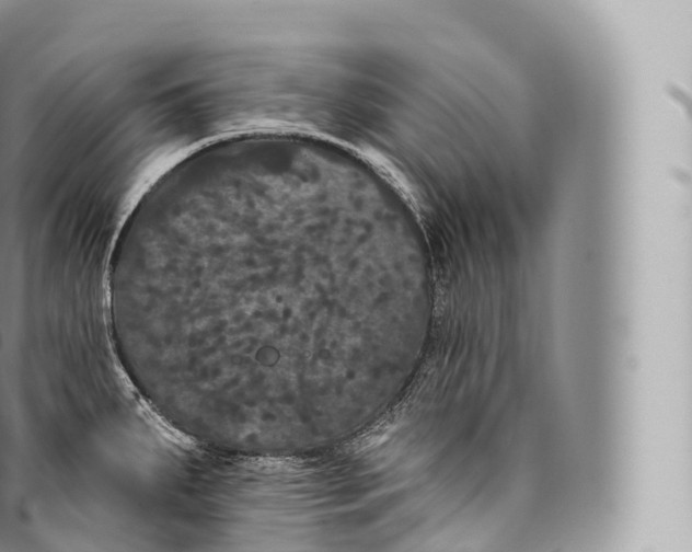 X0000096491287200802141737