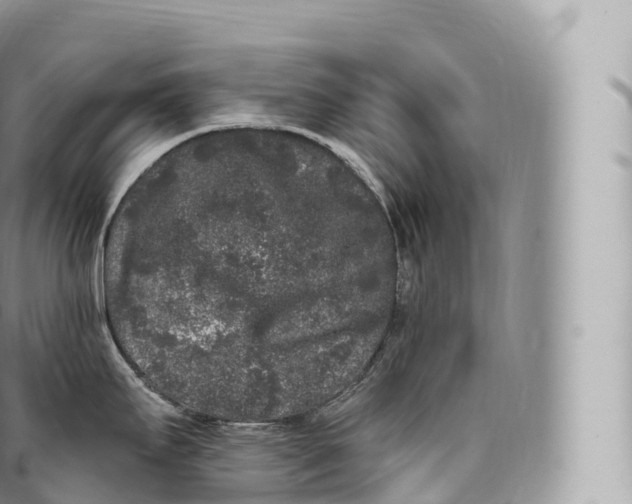 X0000096491295200802141737