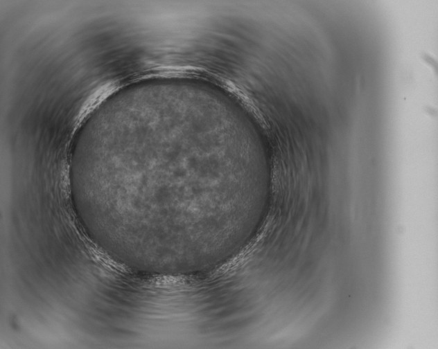 X0000096491362200802141736