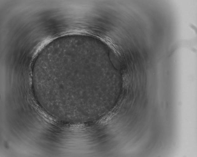 X0000096491363200802141736